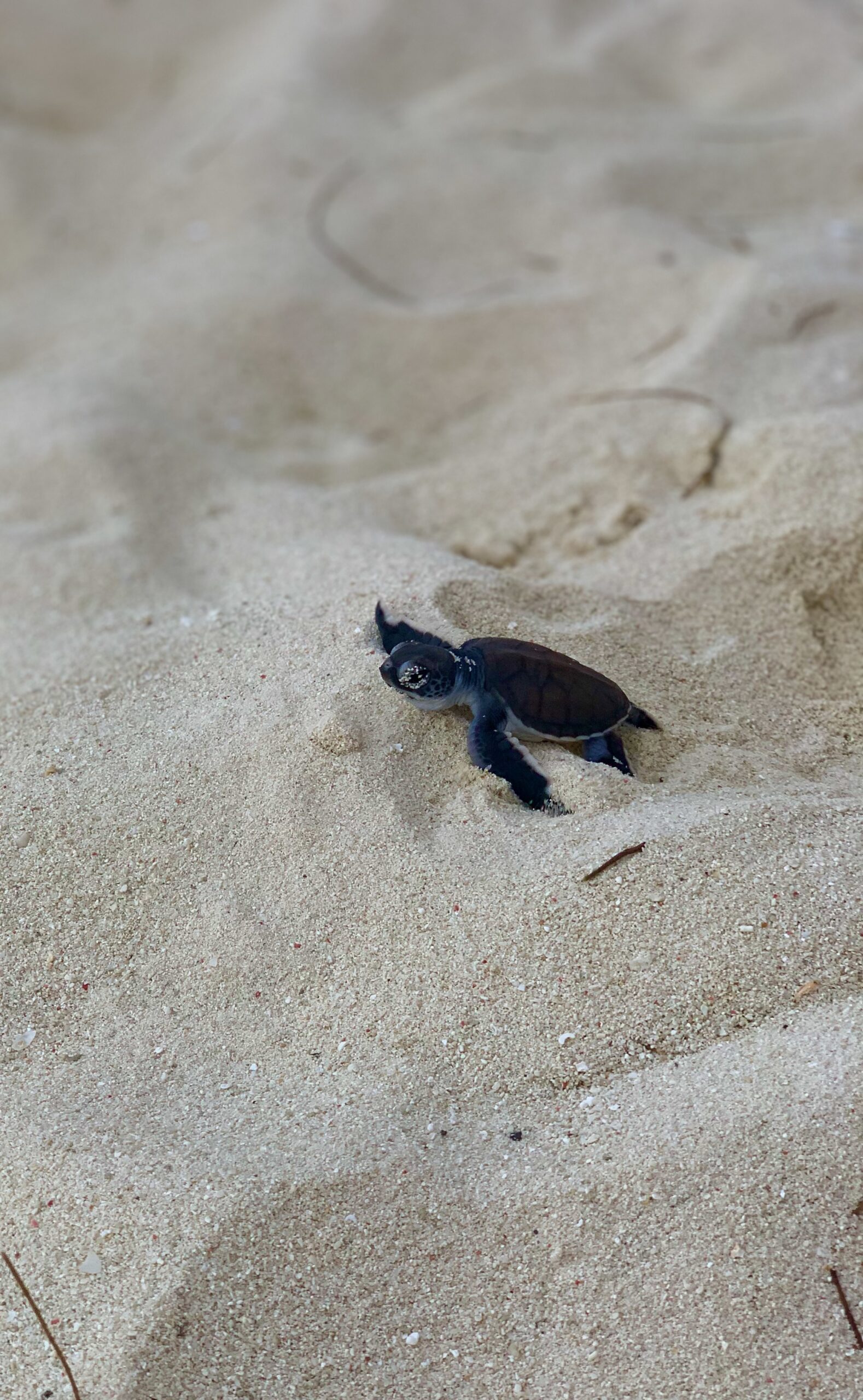 Babyskildpadde i sandet Australien