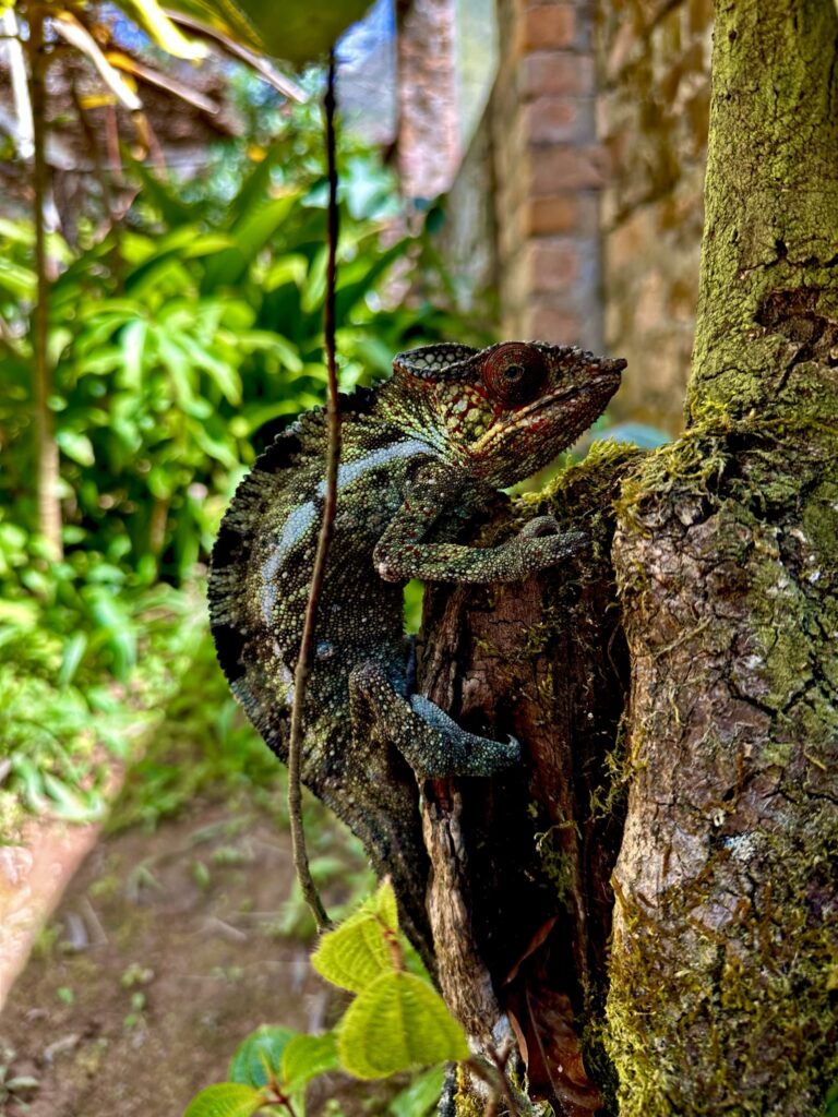 Kamæleon Madagaskar