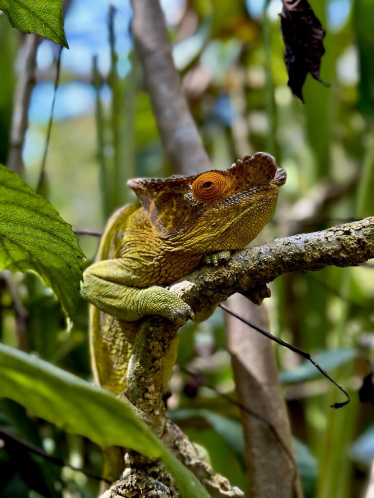Kamæleon på Madagaskar