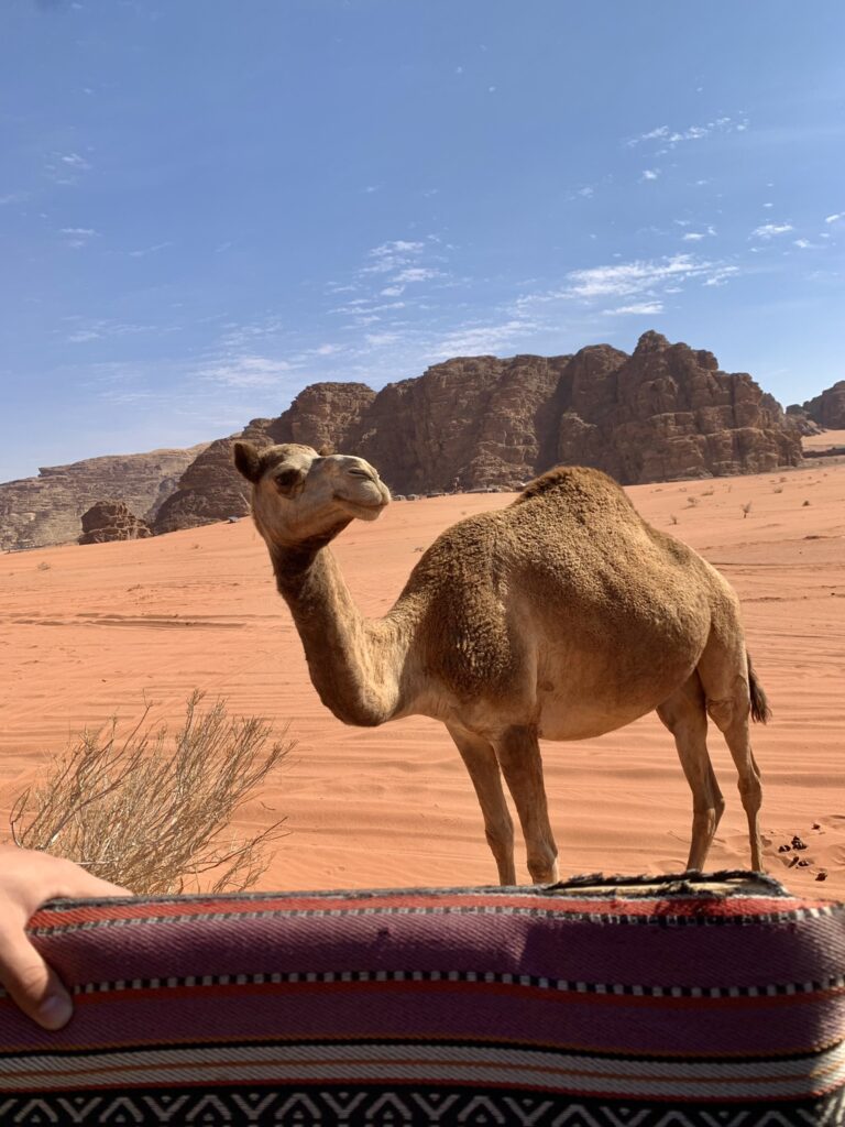 Wadi Rum kamel Jordan
