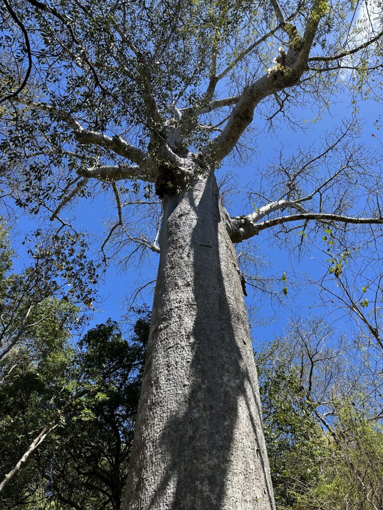 Baobabtræ Madagaskar