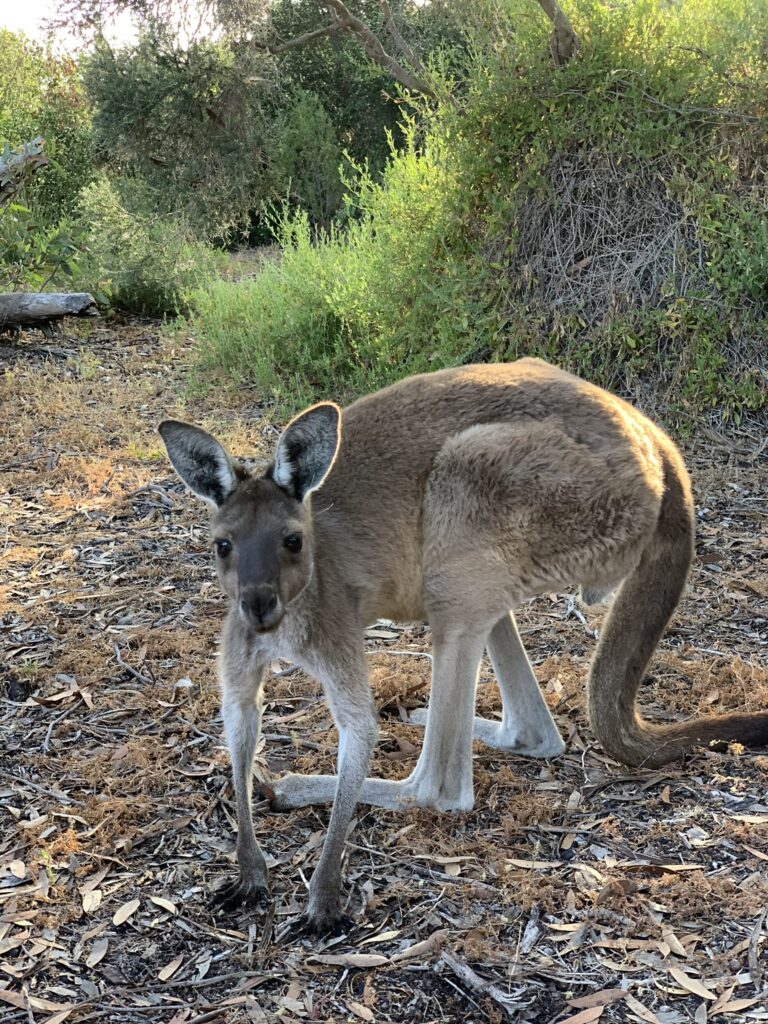 Kænguru. Australien