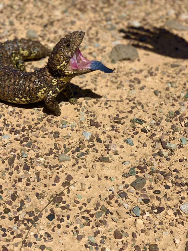 South Australia. Australien