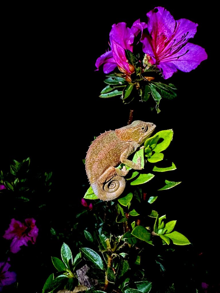 Mantadia Lodge, Madagaskar