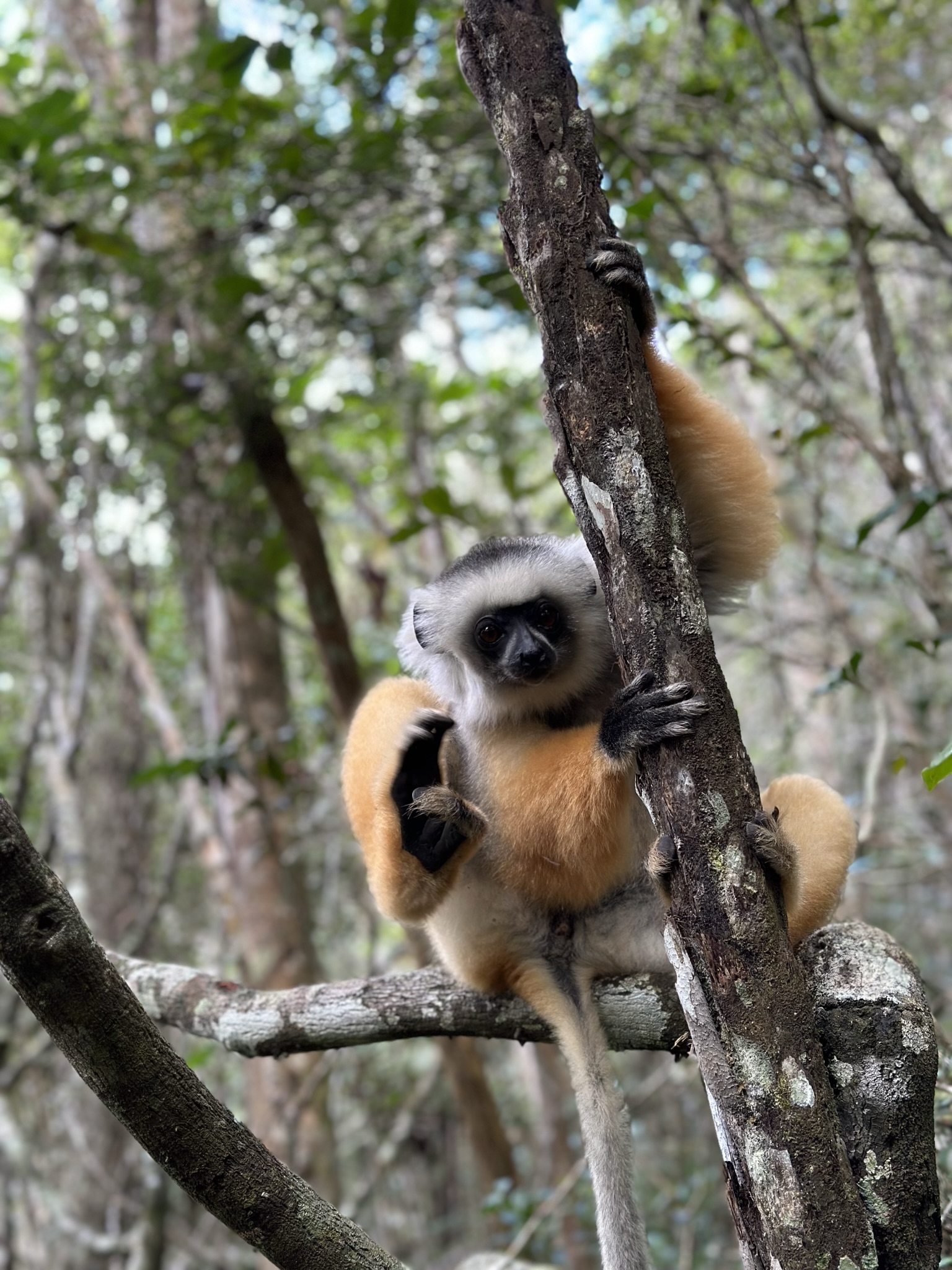 Sifaka Lemur, Madagaskar
