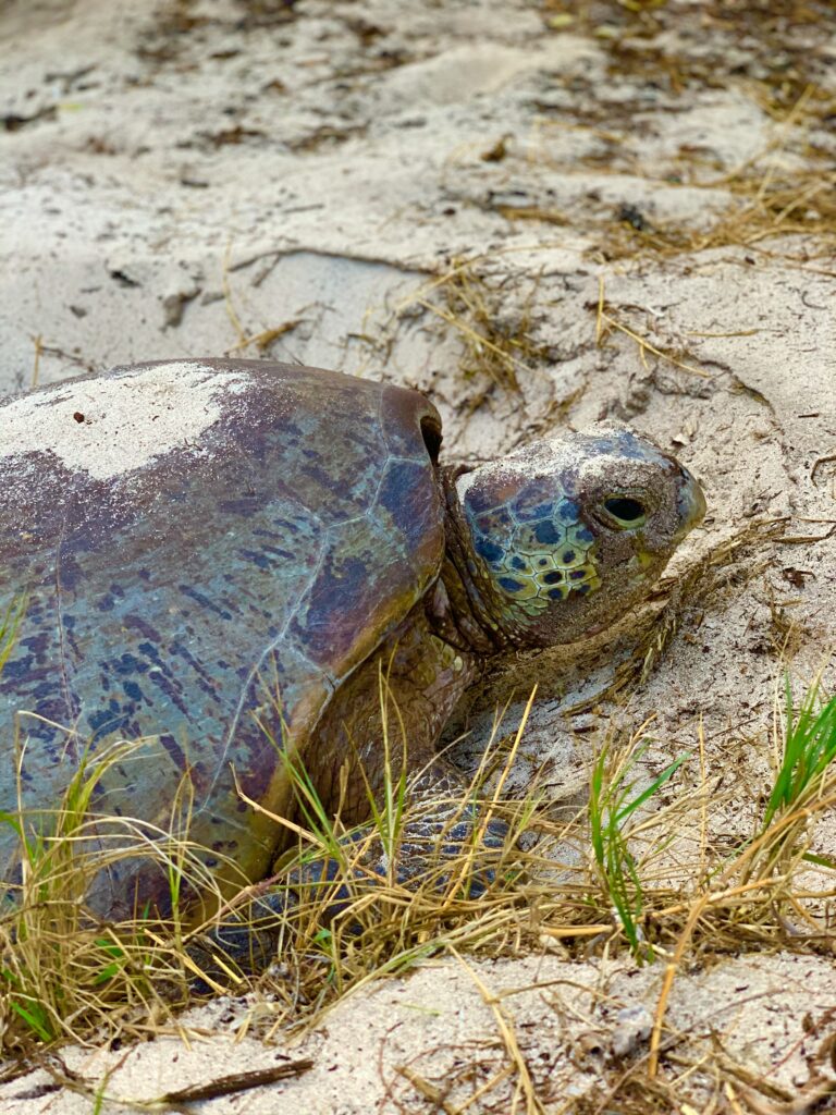 Heron Island, Australien