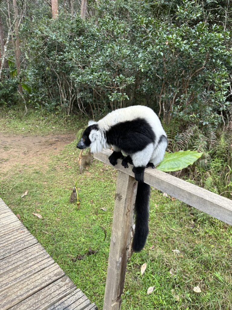Lemurs Island, Madagaskar