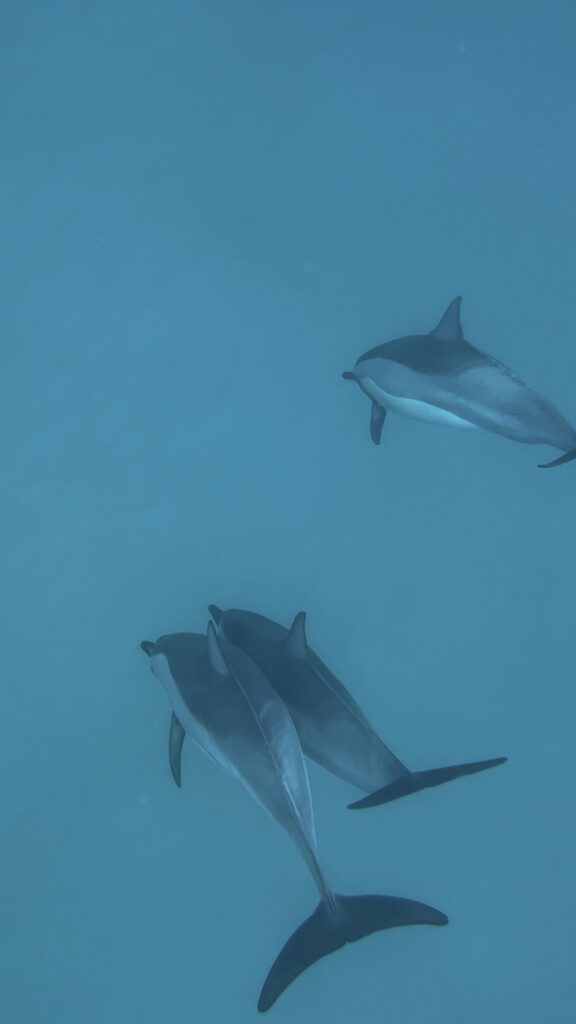 Delfiner, Mauritius