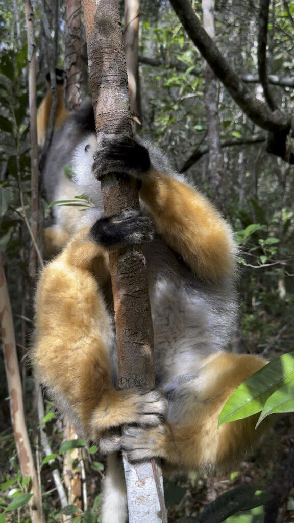 Sifaka Lemur, Madagaskar