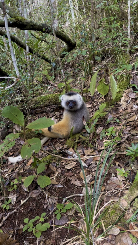 Sifaka Lemur, Andasibe, Madagaskar