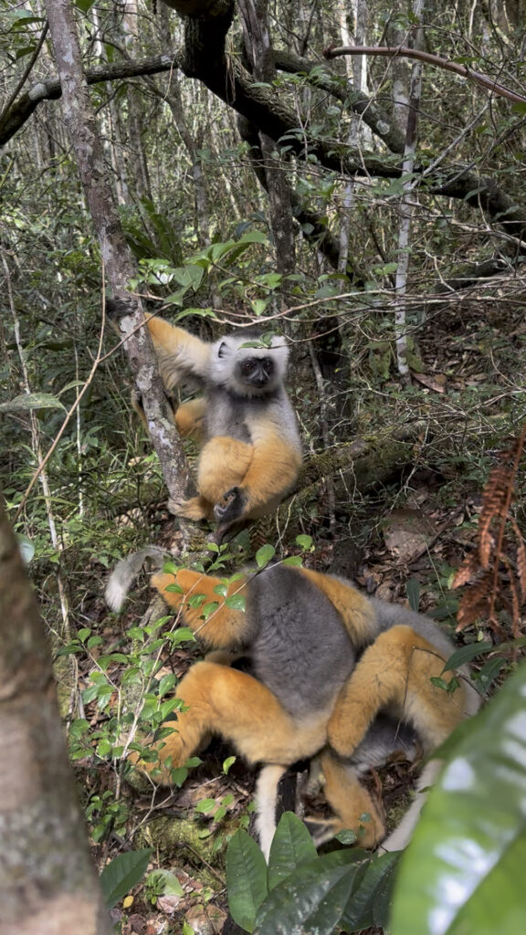 Sifaka Lemur, Madagaskar