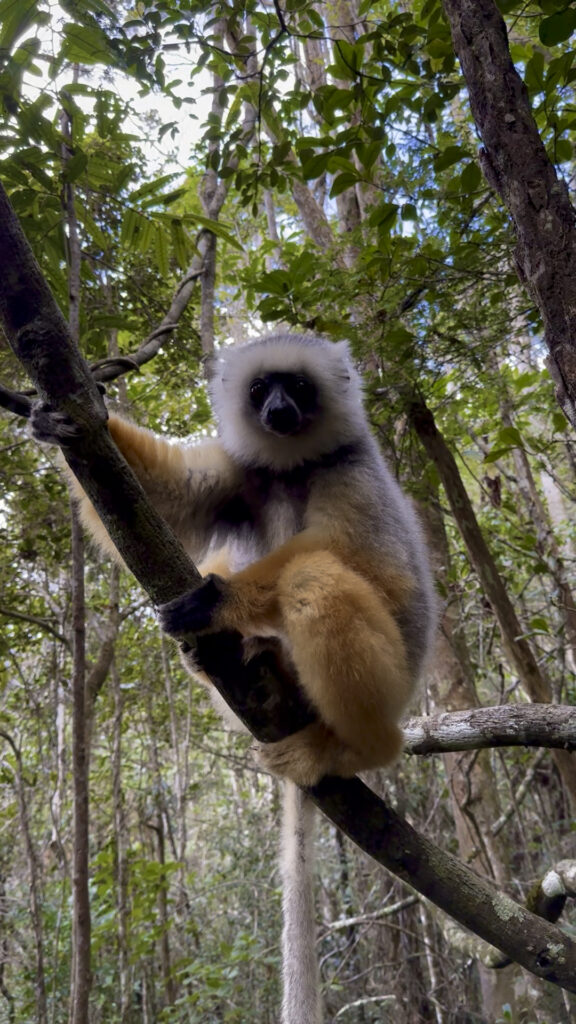 Sifaka Lemur, Madagaskar