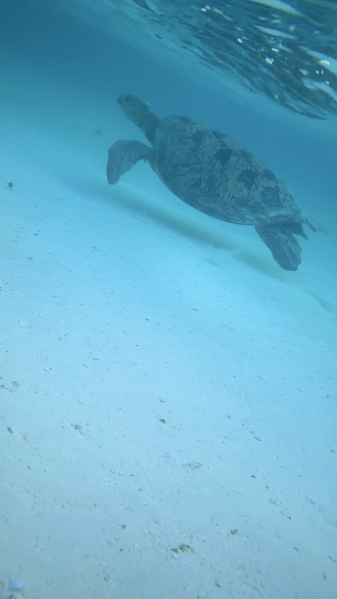Heron Island, Australien
