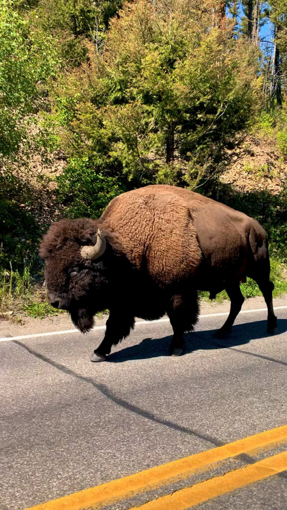Bison, USA