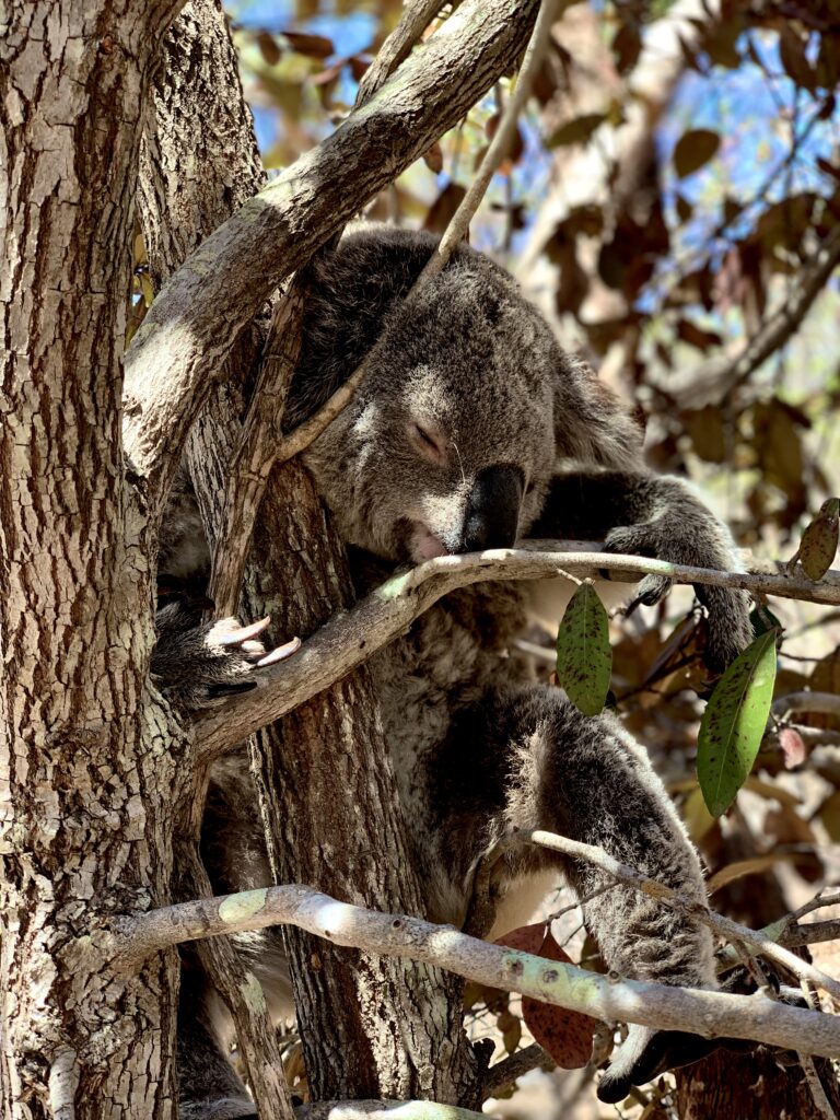 Magnetic Island, Australien