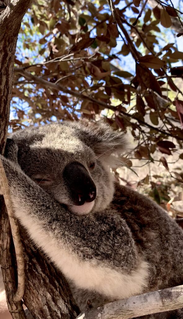 Magnetic Island, Australien