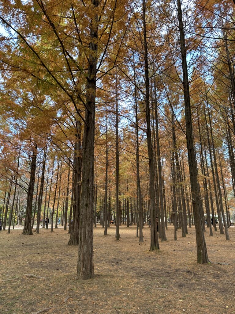 Nami Island træer Sydkorea