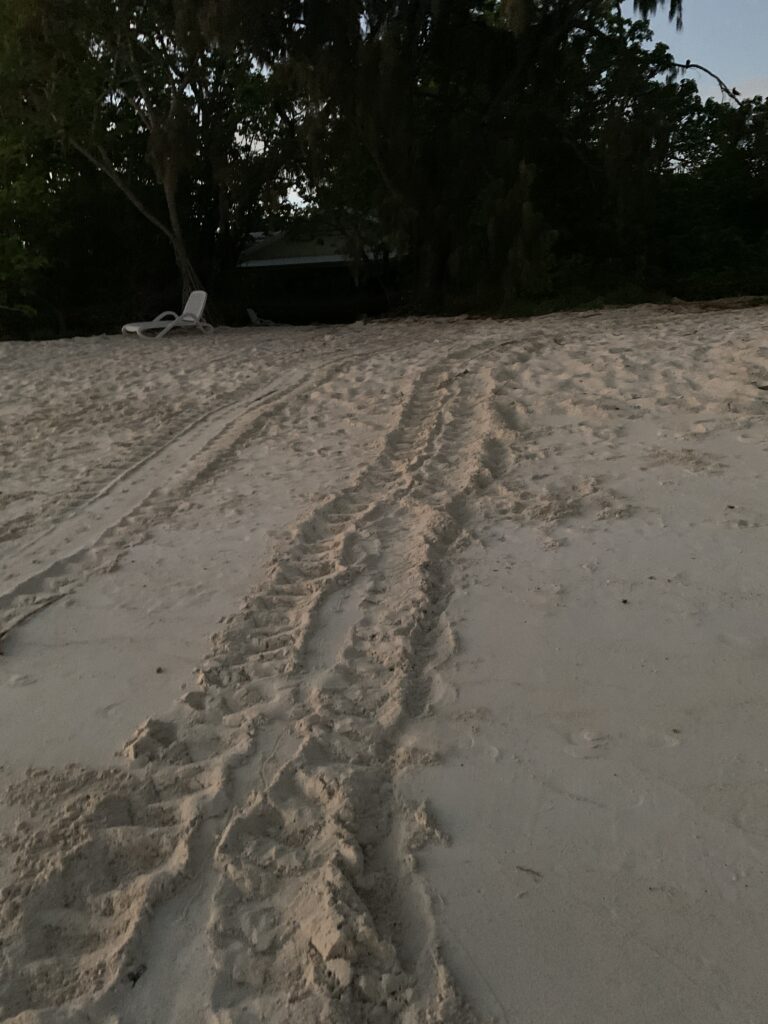 Skildpadde spor på stranden på Heron Island Australien
