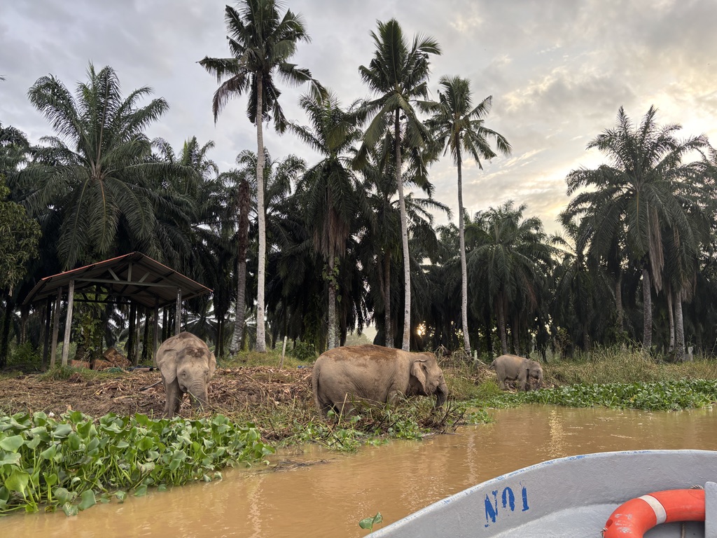 Elefanter, Borneo, Malaysia