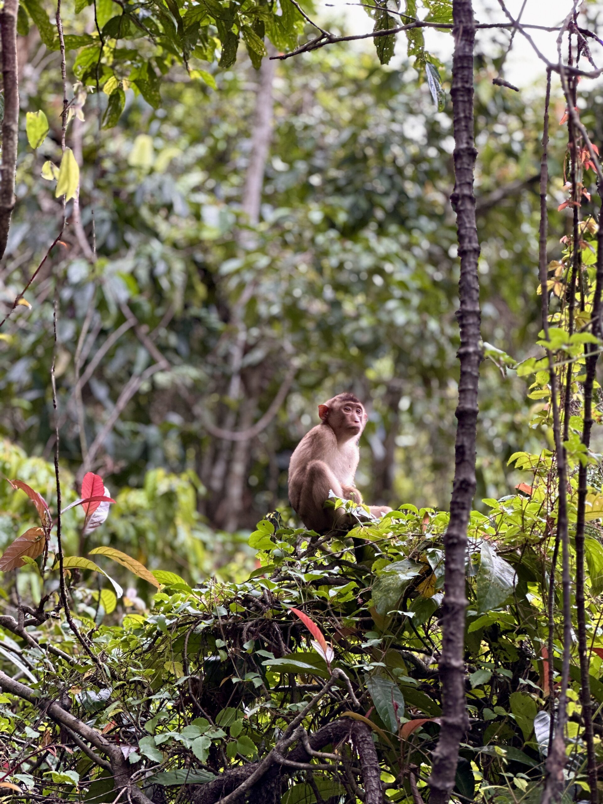 Borneo, Malaysia