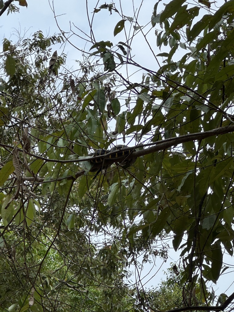 Sovende slange på trægren, Borneo, Malaysia