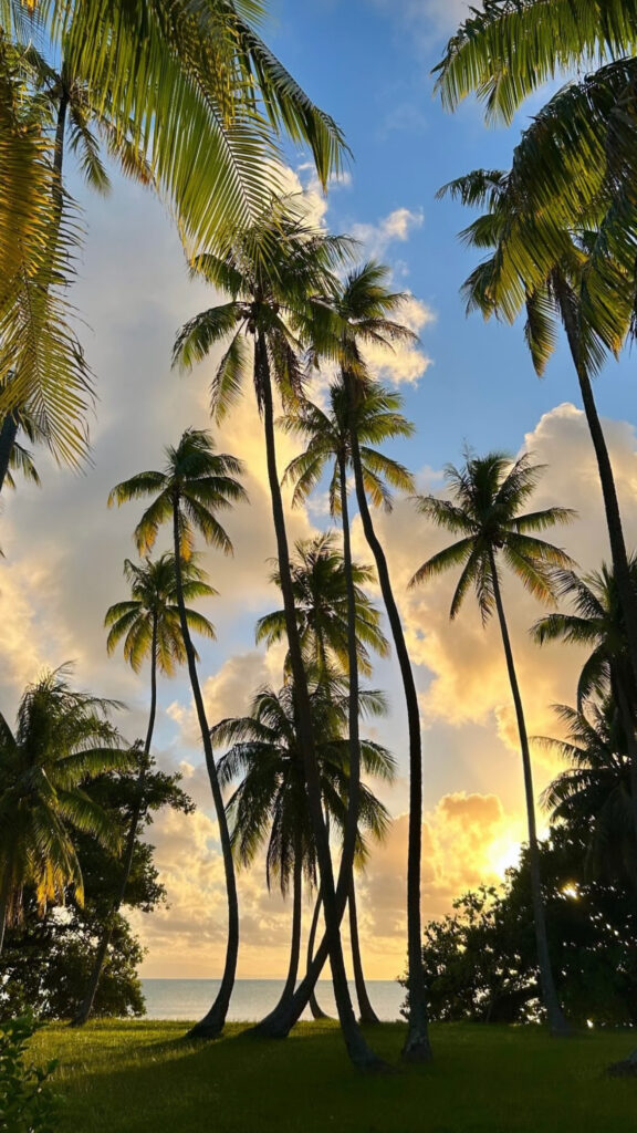 Hawaii solnedgang med palmer i forgrunden