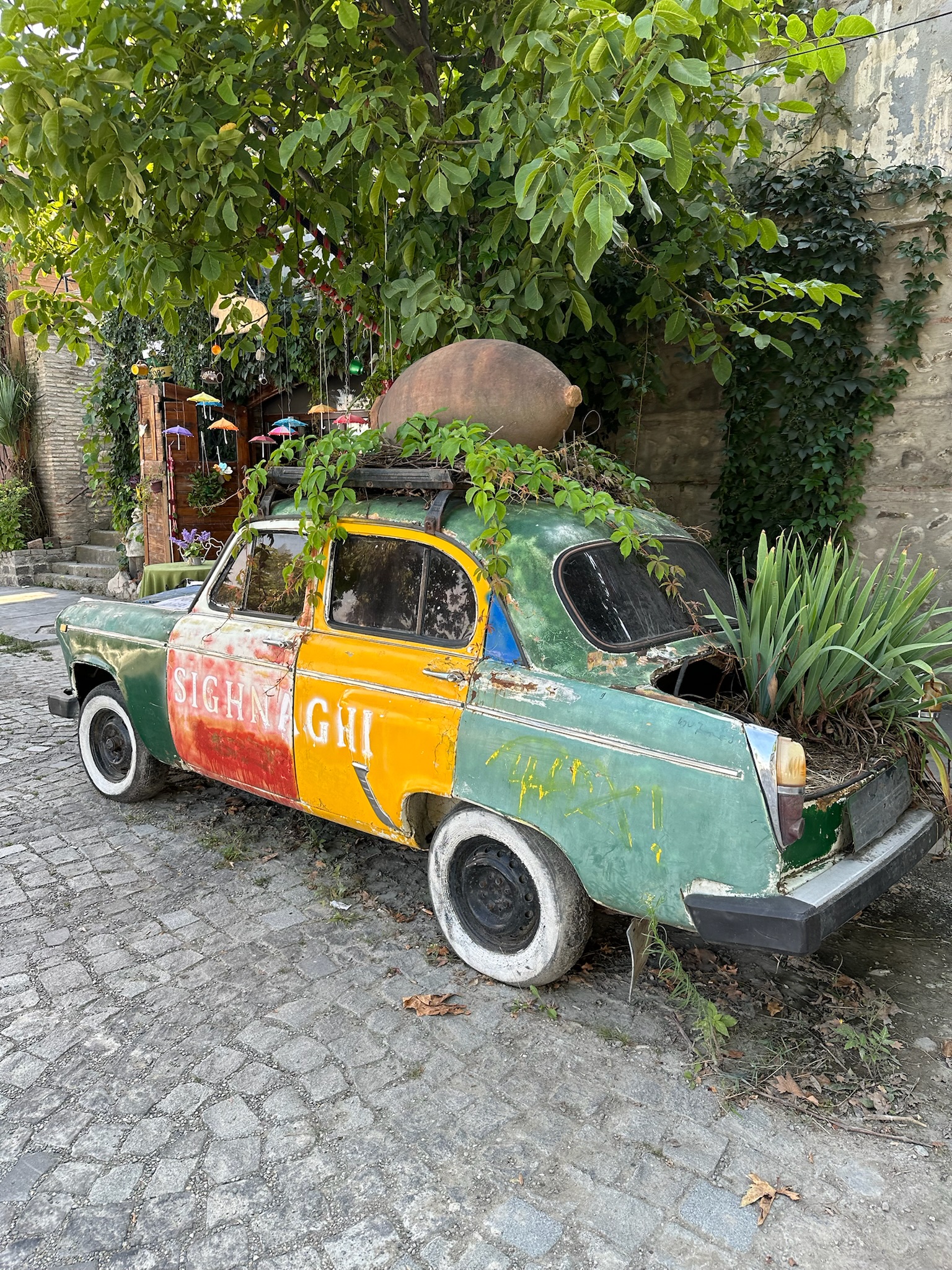 Bil med planter voksende indefra i Sighnaghi, Georgien