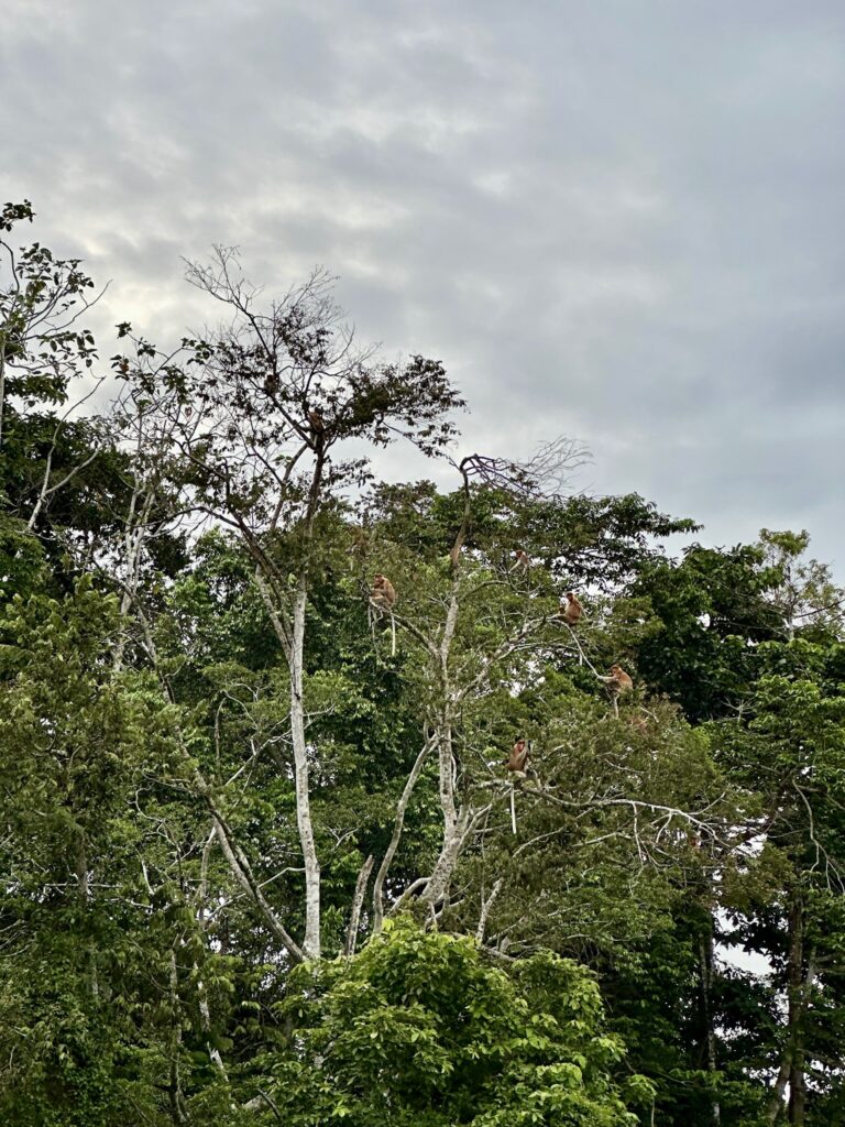 Abetræ Borneo, Malaysia