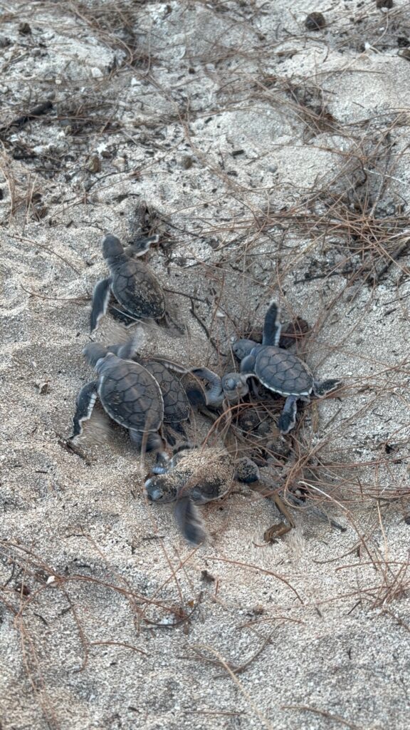 Skildpadde unger i sandet Heron Island Australien