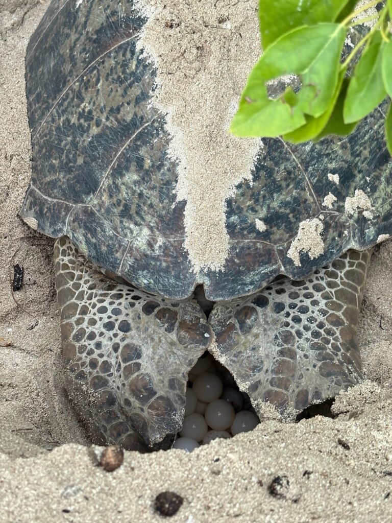 Skildpadde i sandet der lægger æg Australien Heron Island